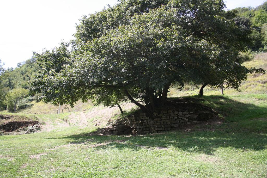 Di Alberi